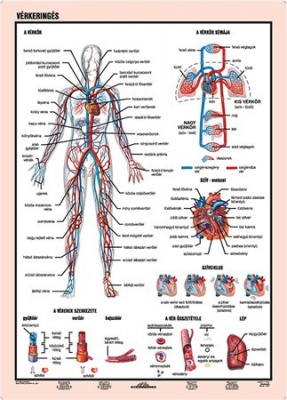 Učebná pomôcka, A4,  STIEFEL "Vérkeringés - Krvný obeh" - výrobok v MJ